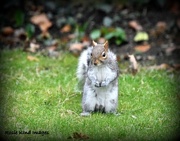 29th Jan 2018 - I really am quite a good Squizzer 