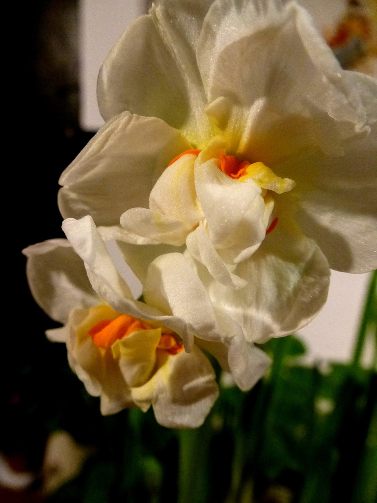 Narcissus  .. by snowy