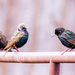 starlings by aecasey