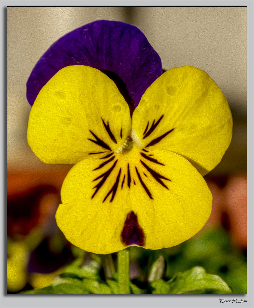 Painted Viola by pcoulson