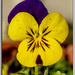 Painted Viola by pcoulson
