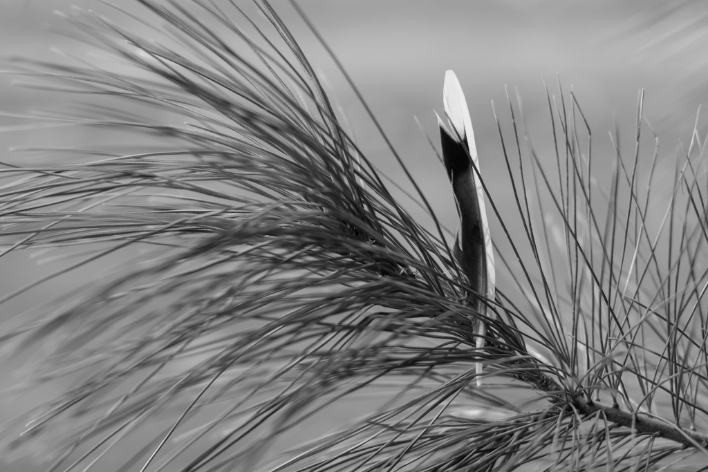 Feather in the needles  by meemakelley