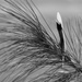 Feather in the needles  by meemakelley