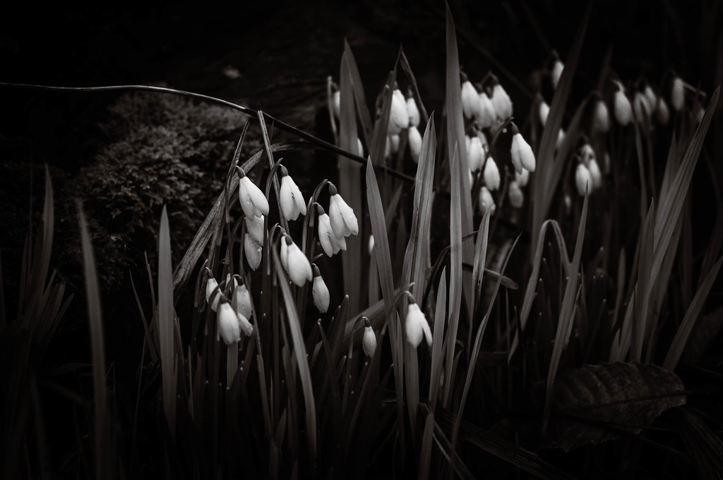 Galanthus by overalvandaan
