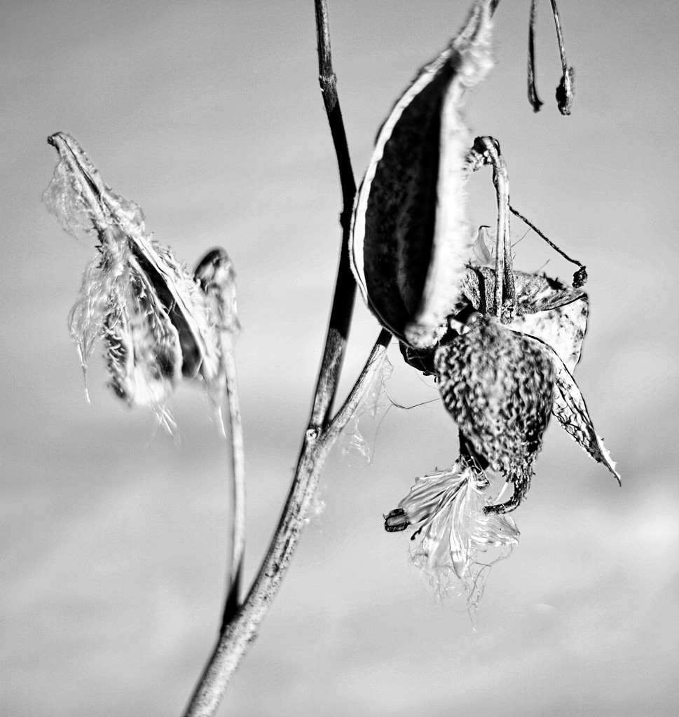 Milkweed Pods in Winter  by tosee