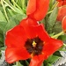 vibrant poppy by caitnessa