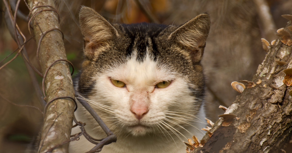 Grumpy Cat! by rickster549