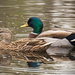Mr and Mrs Mallard, Out for a Stroll! by rickster549