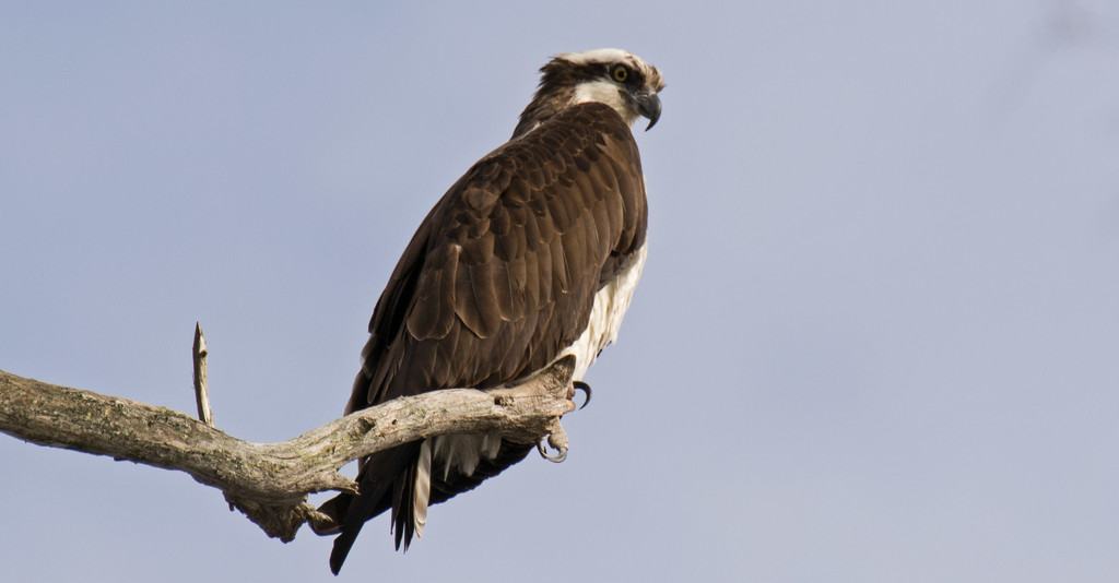 Osprey Looking Over it's Territory! by rickster549