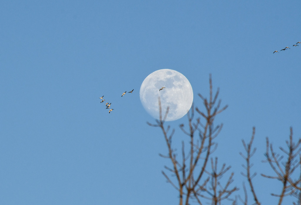 Fly By Mooning by kareenking