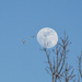 Fly By Mooning by kareenking