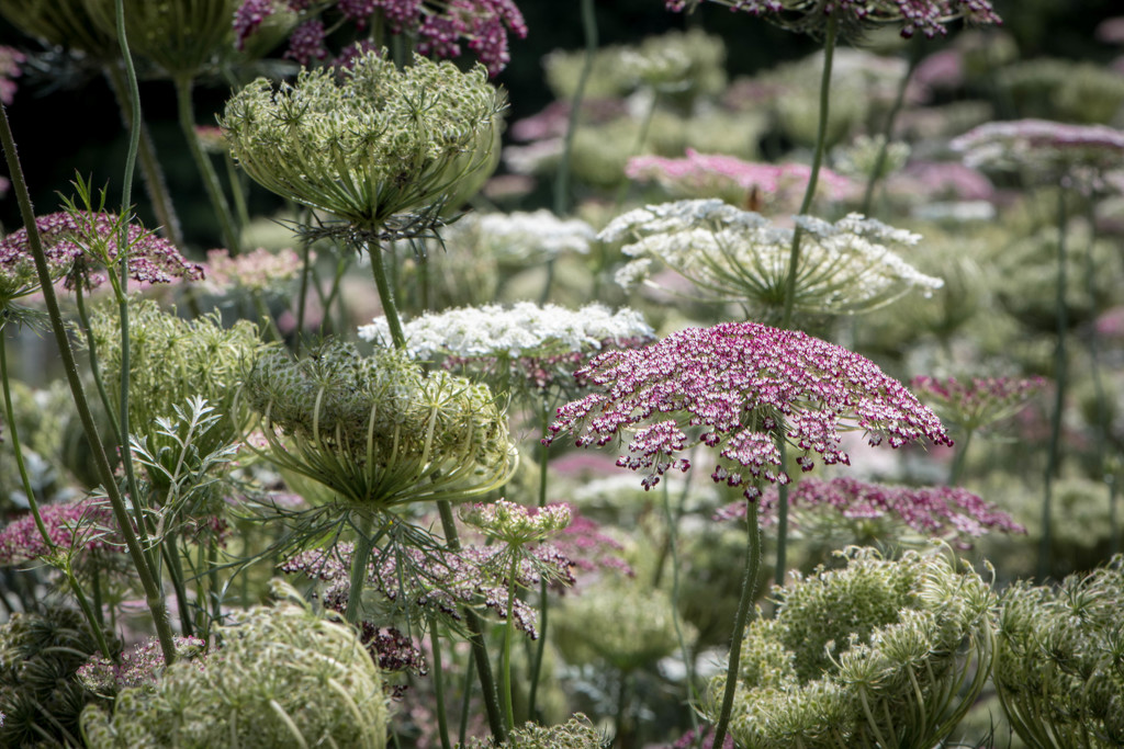 Queen Anne's Lace by yorkshirekiwi