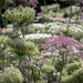 Queen Anne's Lace by yorkshirekiwi