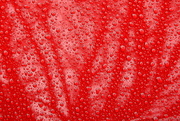 29th Jan 2018 - Abstract: Rain and Trees on a Red Truck
