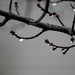 Twigs and raindrops by homeschoolmom