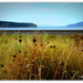 Riverside weeds... by julzmaioro