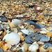  Shell Middens on beach in Eastern Tasmania by judithdeacon