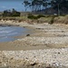 Shell Middens on beach in Eastern Tasmania by judithdeacon
