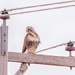 rough-legged hawk by aecasey
