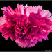 Carnations by stuart46