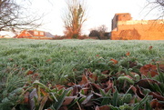 30th Jan 2018 - Frosted Grass