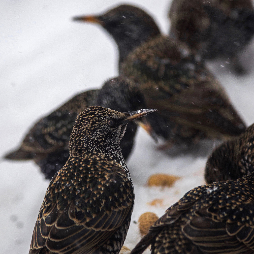 Starlings in the snow by berelaxed