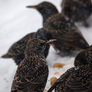 30th Jan 2018 - Starlings in the snow