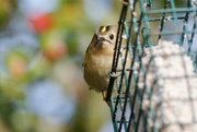 30th Jan 2018 - A GALLERY OF GOLDCRESTS - ONE
