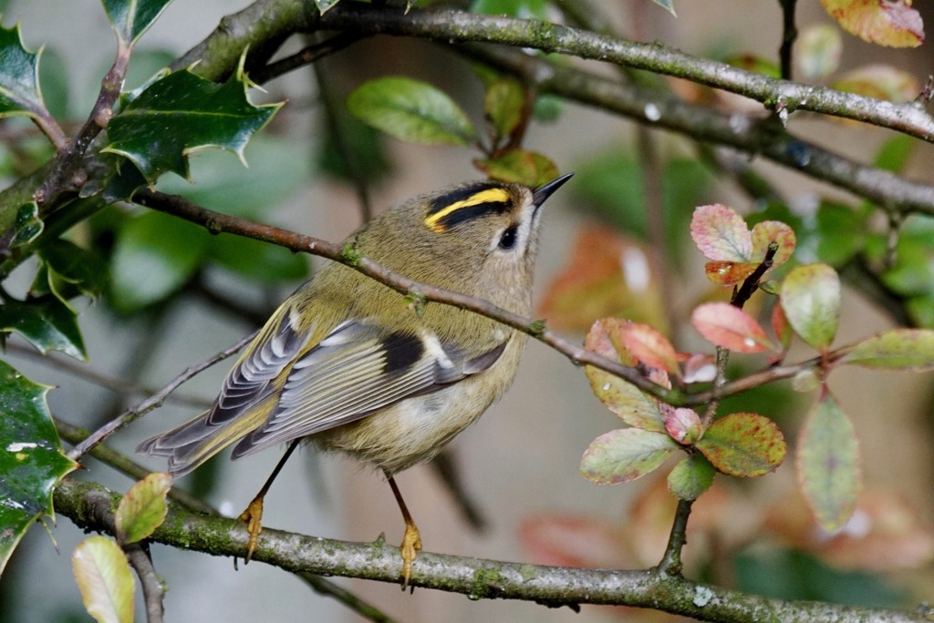 A GALLERY OF GOLDCRESTS - THREE by markp