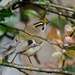 A GALLERY OF GOLDCRESTS - THREE by markp