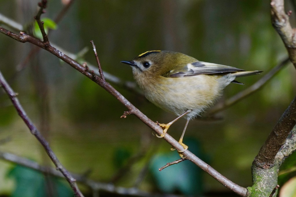 A GALLERY OF GOLDCRESTS - TWO by markp