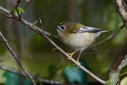 30th Jan 2018 - A GALLERY OF GOLDCRESTS - TWO