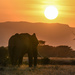 Elephant in Setting Sun by kareenking