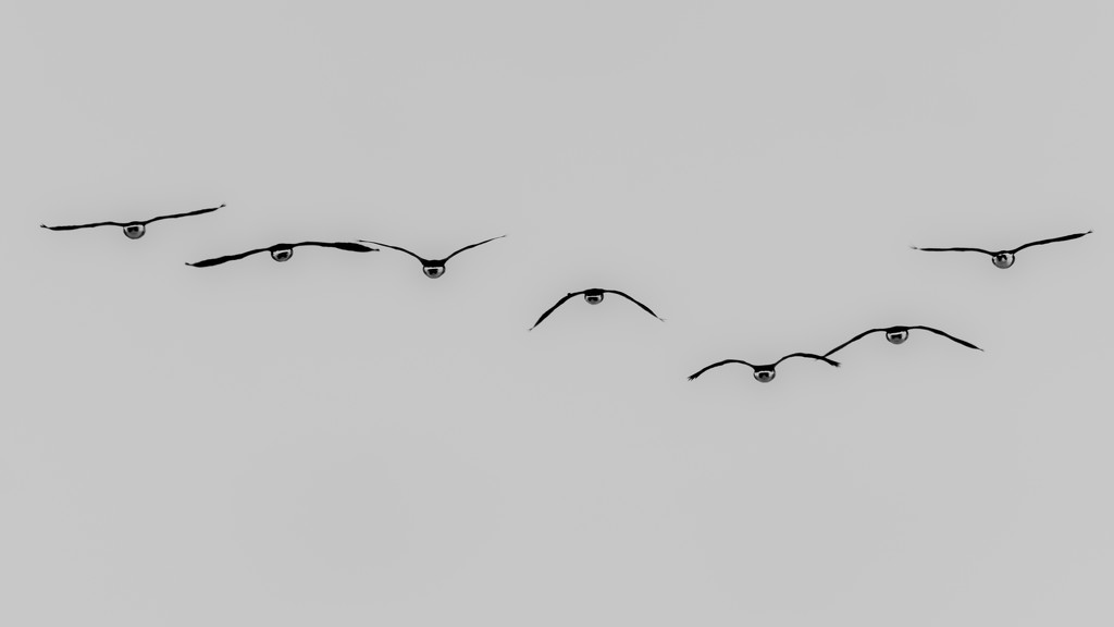 Skein of Geese by rminer