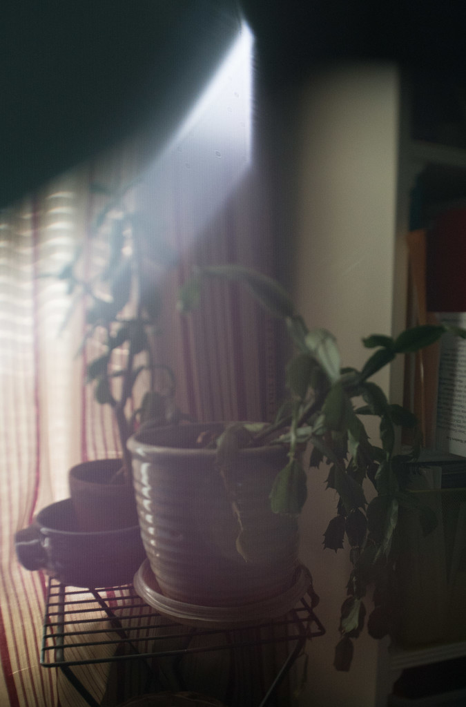 Potted plants (freelensing) by randystreat