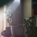 Potted plants (freelensing) by randystreat
