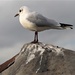 Gull on high, by lumpiniman