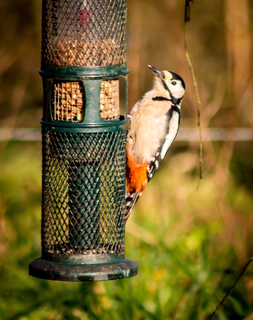 Woodpecker by swillinbillyflynn