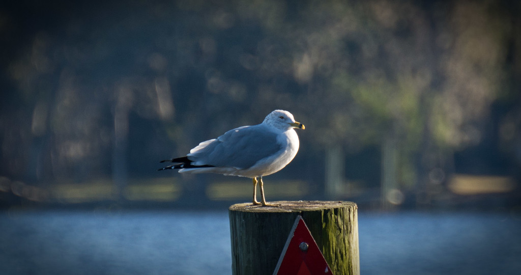 Seagull on Guard! by rickster549