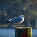 Seagull on Guard! by rickster549