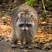 Rocky Raccoon Looking for Food! by rickster549