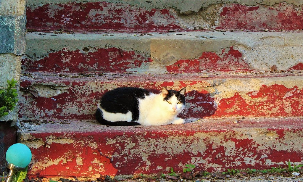 red steps with cat by edorreandresen