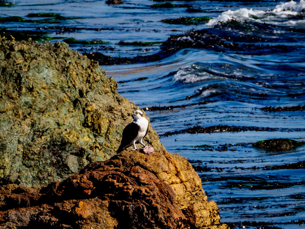 Osprey Enjoying Dinner on The Rocks by elatedpixie