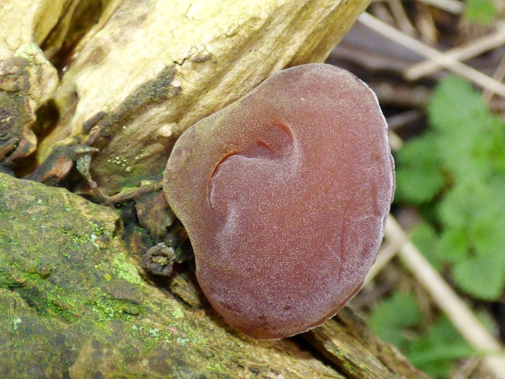 Jelly Ear fungus - Auricularia auricula-judae by julienne1