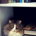 Library Cat by bokehdot