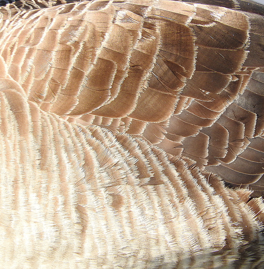 Goose Feathers by homeschoolmom