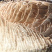 Goose Feathers by homeschoolmom