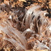 Ice needles in the sand by homeschoolmom