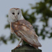 Barn Owl-large and close by padlock