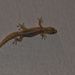 Gecko by salza